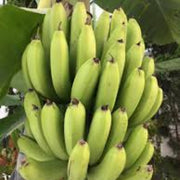 Giant Cavendish Banana Seeds