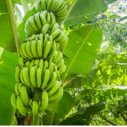 Giant Cavendish Banana Seeds