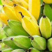 Green Yellow Banana Seeds, Fruit Pant