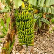 Green Yellow Banana Seeds, Fruit Pant