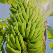Light Green Banana Seeds
