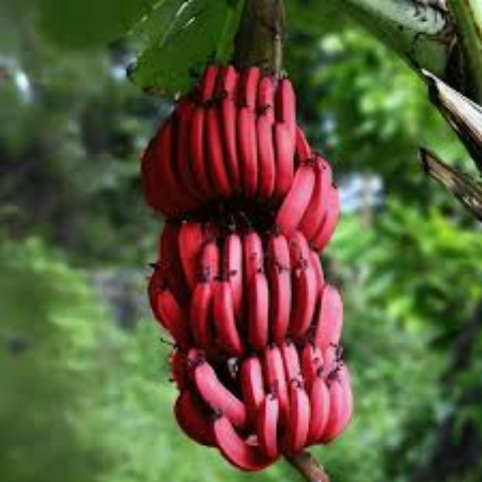 Maroon Banana Seeds, Fruit Pant