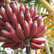 Maroon Red Banana Seeds