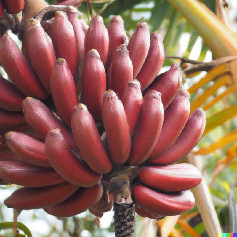 Maroon Red Banana Seeds