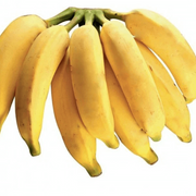 Pacovan Banana Seeds, Fruit Pant
