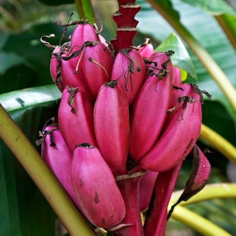Pink Musa Velutina Banana Seeds