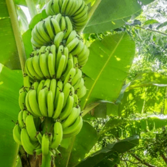Pisang Awak Dwarf Banana Seeds