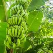 Pisang Awak Dwarf Banana Seeds