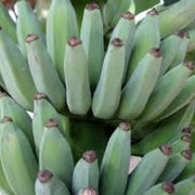 Pisang Awak Dwarf Banana Seeds