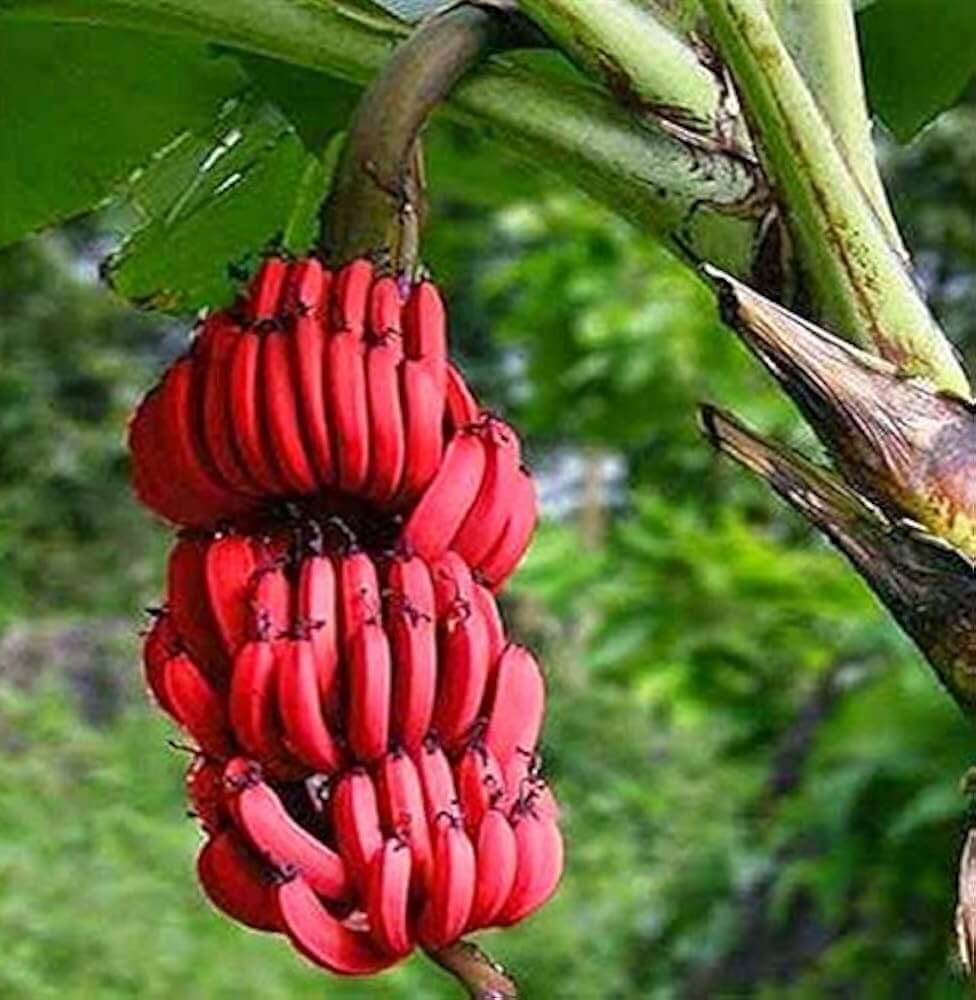 Red Banana Seeds