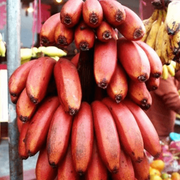 Red Banana Seeds
