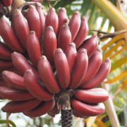 Red Banana Seeds