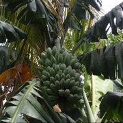 Saba Banana Seeds