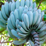 Sky Blue Banana Seeds