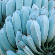 Sky Blue Banana Seeds
