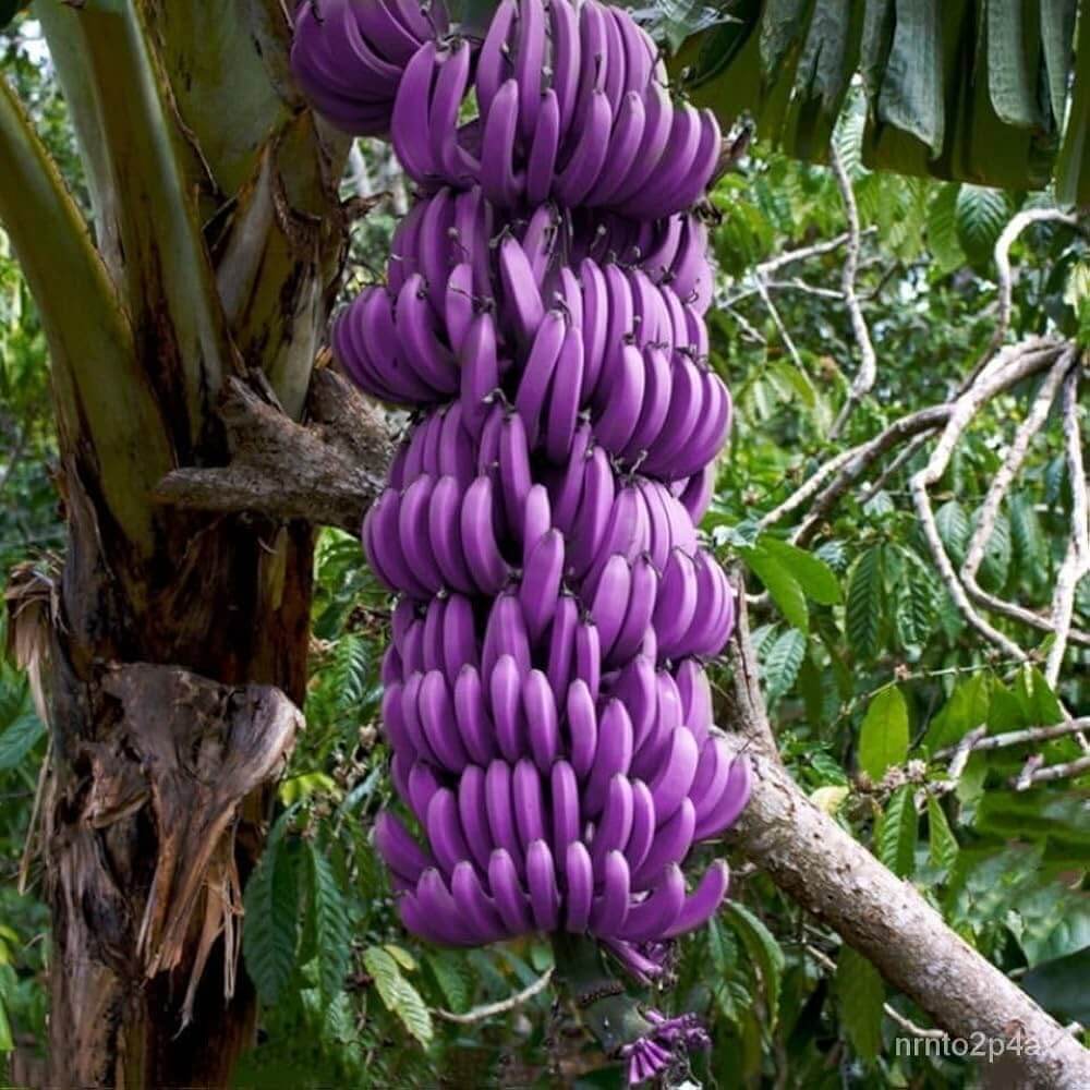 Violet Banana Seeds