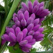 Violet Banana Seeds
