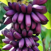 Violet Banana Seeds