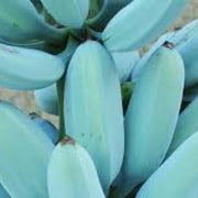 Sky Blue Banana Seeds