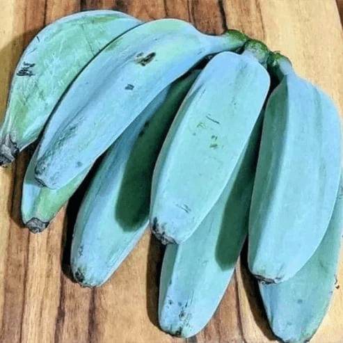 Sky Blue Banana Seeds