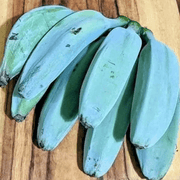 Sky Blue Banana Seeds