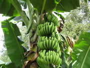 Banana Seeds – Musa acuminata