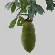 Adansonia Digitata Baobab Seeds