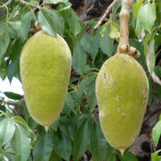 Adansonia Digitata Baobab Seeds