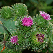 Wildflower Mix Bardana Seeds