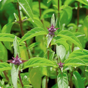 Aromatic Cinnamon Basil Seeds