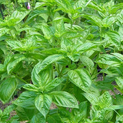Lemon Basil Seeds, Herbal