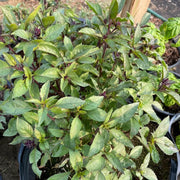Anise Persian Basil Seeds, Herbal