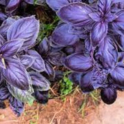 Aromatic Basil Seeds, Herbal
