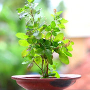 Aromatic Seeds, Bonsai Basil Seeds, Herbal