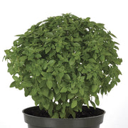 Aromatic Seeds, Bonsai Basil Seeds, Herbal