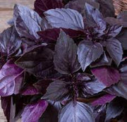 Aromatic Basil Seeds, Herbal