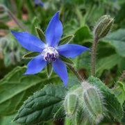 Blue Spice Basil Seeds