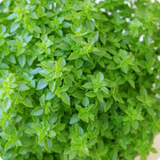 Bush Ocimum Basilicum Basil Seeds, Herbal