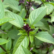 Cinnamon Basil Seeds, Herbal