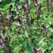 Cinnamon Ocimum Basilicum Basil Seeds, Herbal