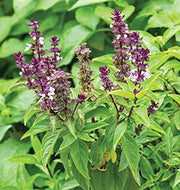 Cinnamon Ocimum Basilicum Basil Seeds, Herbal