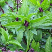 Cinnamon Basil Seeds, Herbal