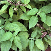 Clove Basil Seeds, Herbal