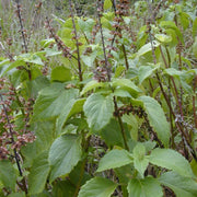 Clove Ocimum Gratissimum Basil Seeds, Herbal
