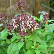 Clove Ocimum Gratissimum Basil Seeds, Herbal