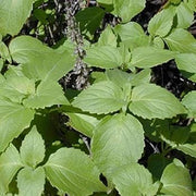 Clove Basil Seeds, Herbal