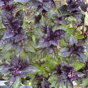 Corsican Basil Seeds, Herbal