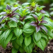 Corsican Basil Seeds, Herbal