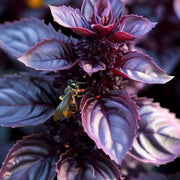 Dark Opal Basil Seeds, Herbal