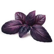 Dark Opal Basil Seeds, Herbal